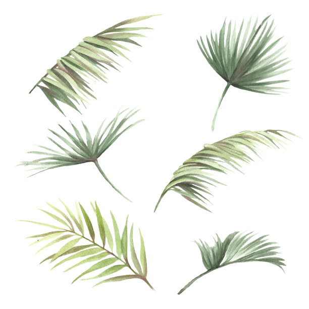 棕榈叶手绘水彩插画素材图片下载