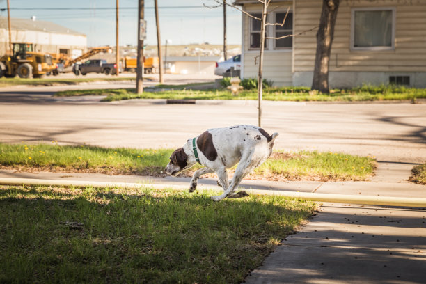 狗在院子里跑图片下载