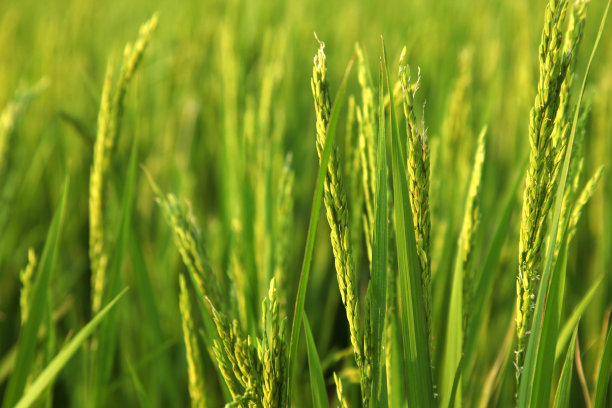 绿色田野里的稻穗。图片下载