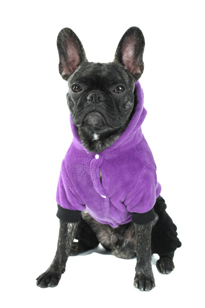 穿着紫色衣服的黑色法国斗牛犬图片下载
