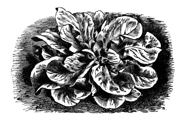 植物学、蔬菜、植物、古董雕刻插图:玉米沙拉图片下载