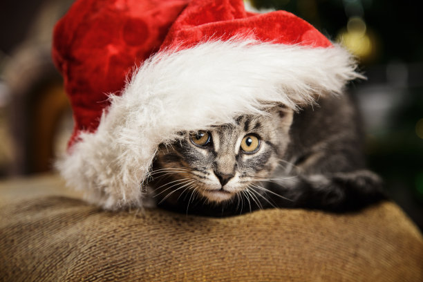 戴着圣诞老人帽子的小猫图片下载