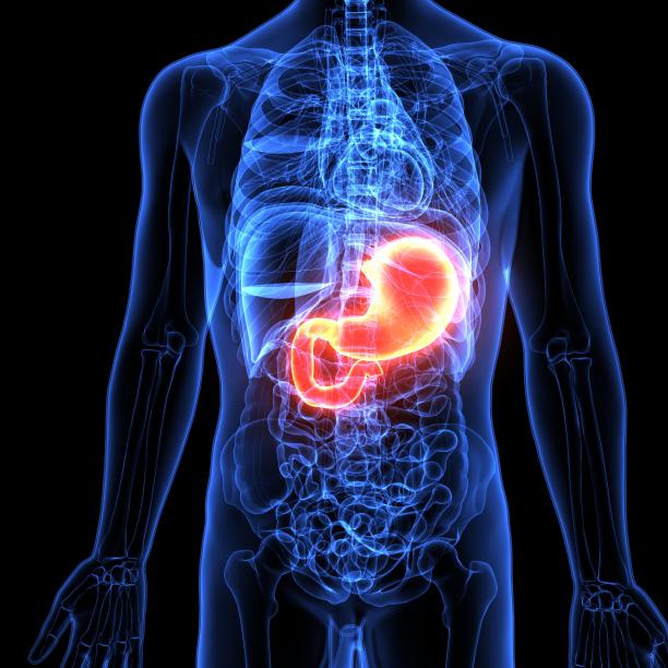 人体胃解剖三维示意图图片下载