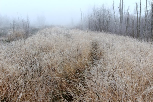 雾中的沼泽图片下载