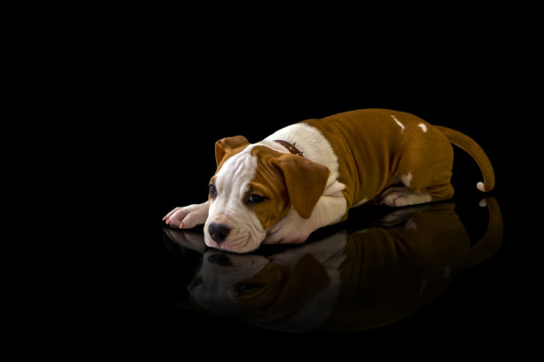 一只棕色/白色的狗被孤立在黑色的背景上。漂亮的小狗斯塔福德郡梗。图片下载