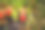 红莓，一颗成熟的草莓在田野的灌木上。种植浆果的农业图片下载