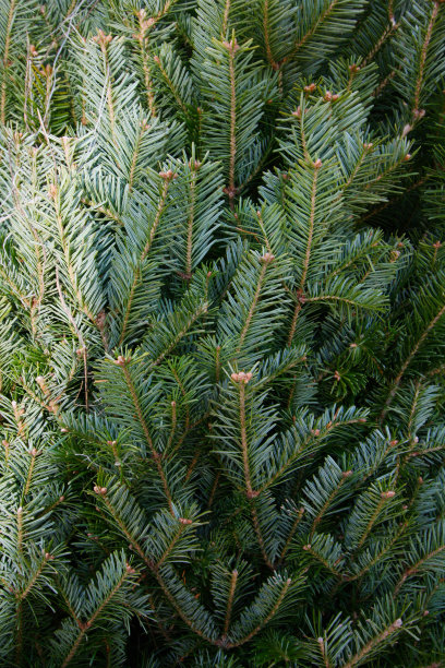 圣诞节的绿色背景和装饰品图片下载