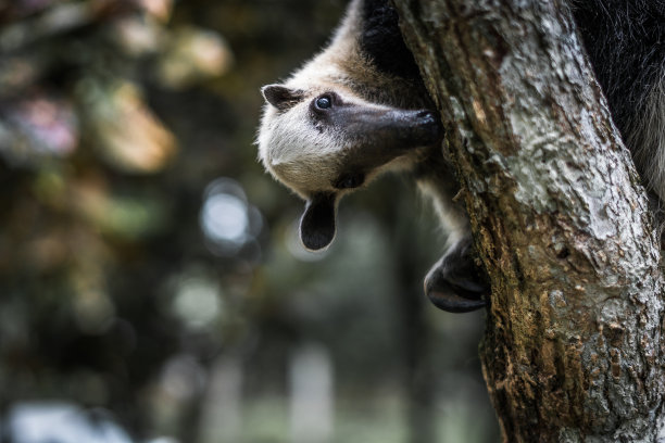 Ameisenbär在哥斯达黎加图片下载