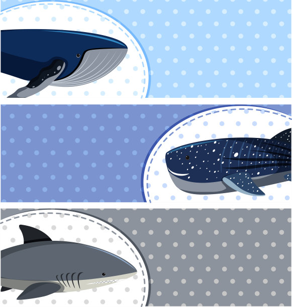 蓝色背景上的鲨鱼和鲸鱼图片下载