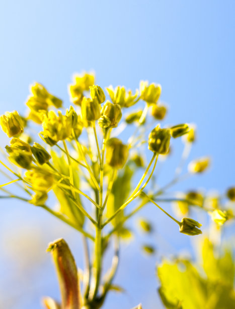 枫树的花图片下载
