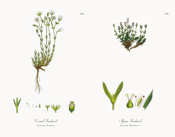 春草，阿尔辛·维娜，维多利亚植物学插图，1863年图片下载