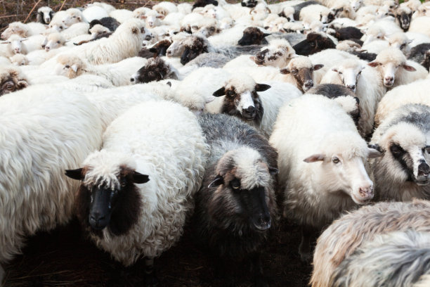 群绵羊图片下载