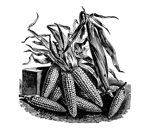 植物、蔬菜、植物、古董版画插图:玉米图片下载