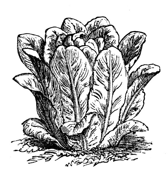 植物学、蔬菜、植物、古董雕刻插图:长叶莴苣图片下载