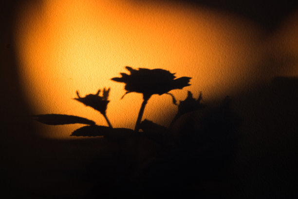 玫瑰的影子图片下载