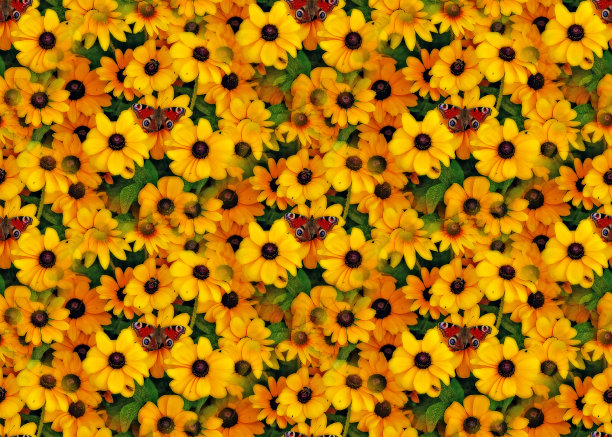 金花孔雀图片下载