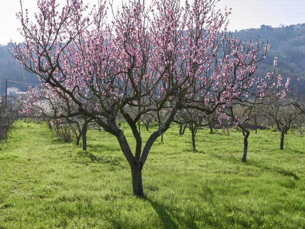 樱桃植物细节图片下载
