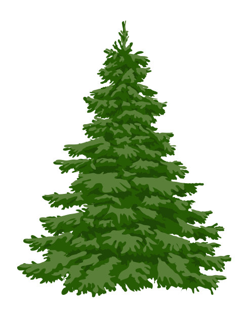 绿色圣诞树。特写镜头。素材图片