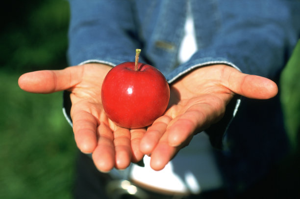 女人的手拿着红苹果。图片下载