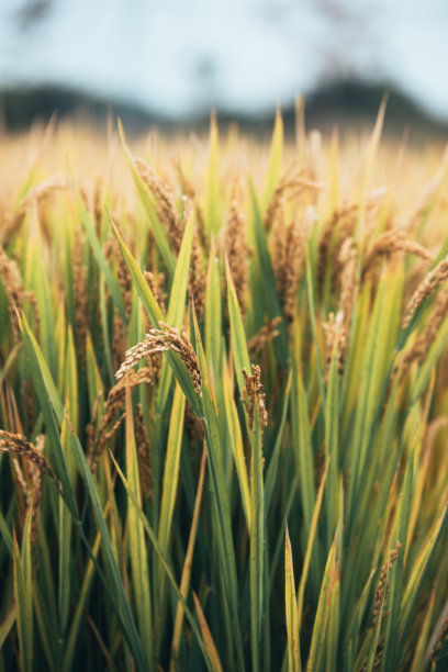 水稻和大米图片下载