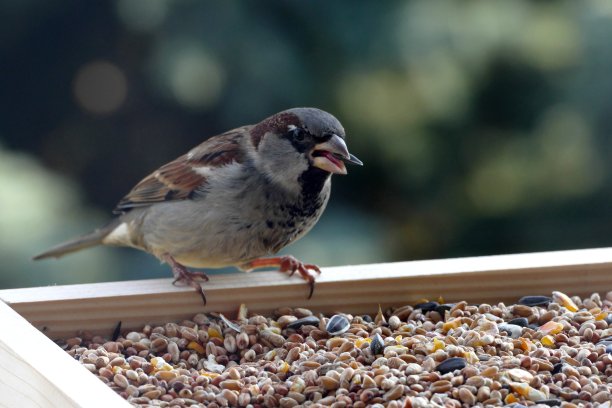 大山雀图片下载