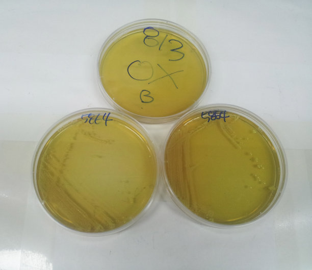 阅读微生物实验图片下载