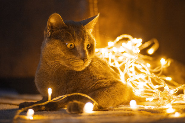 被圣诞彩灯包裹的猫图片下载