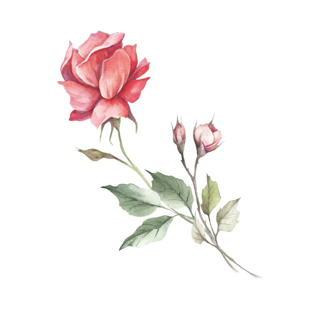 玫瑰的形象。手绘水彩插图。图片下载