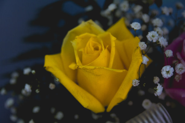 单瓣黄色玫瑰花，在深色背景上绽放图片下载