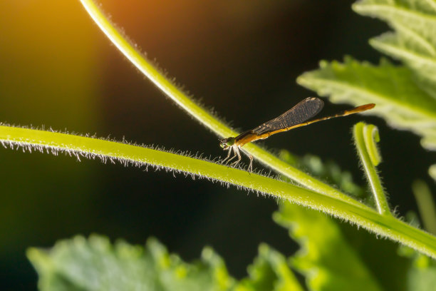 叶片上的蜻蜓近景照片，蜻蜓是节肢动物门昆虫，昆虫门，蜻蜓的特点是有大的多面眼睛，两对强壮透明的翅膀。,选择聚焦。图片下载