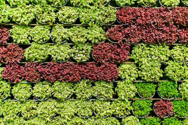 红草和绿草美丽的背景图片下载