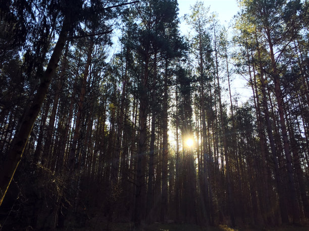 云杉森林图片下载