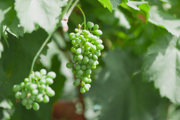 香甜可口的白葡萄串图片下载