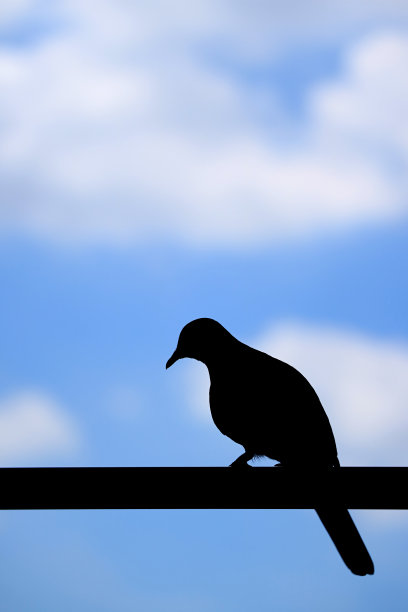 一个孤独的鸟栖息在篱笆上的剪影对蓝色多云的天空，模糊的背景与自由空间的文字或设计图片下载