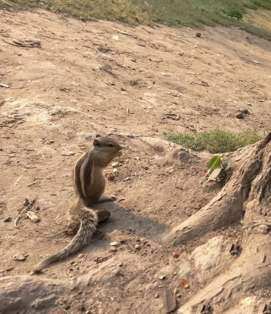 可爱的灰松鼠在公园里吃东西。图片下载