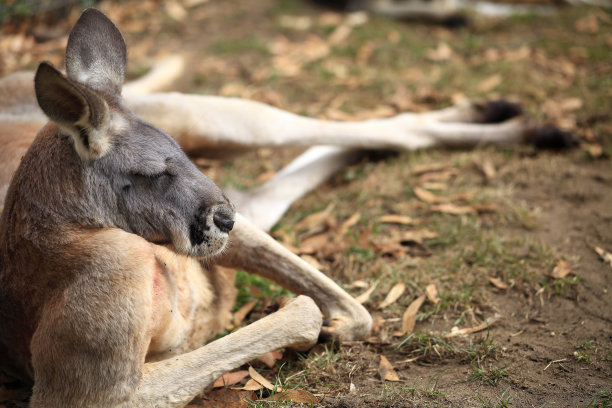 袋鼠躺着肌肉建立特写复制空间图片下载