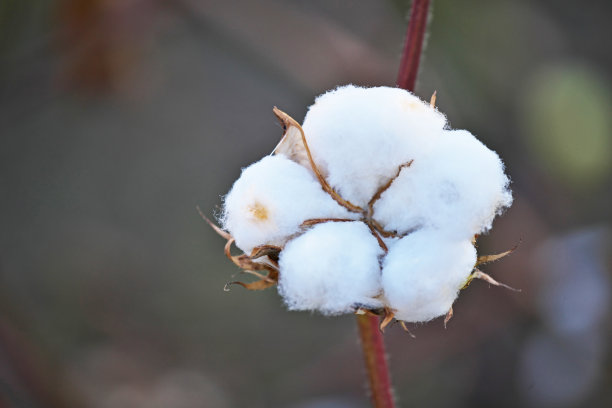 棉花植物图片下载