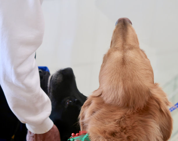 狗治愈图片下载