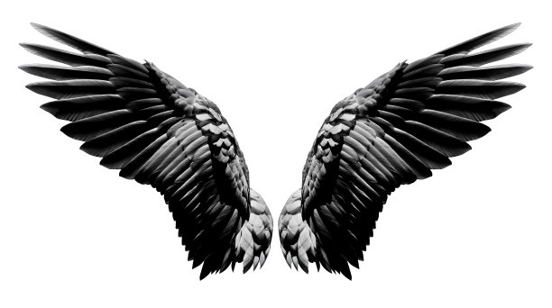 天使的翅膀，自然的黑色翅膀羽毛孤立在白色的背景与剪辑部分图片下载