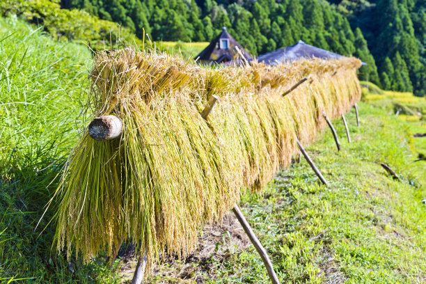 水稻作物摘下来准备晾干素材图片
