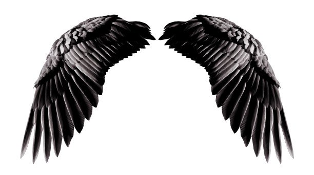 天使的翅膀，自然的黑色翅膀羽毛孤立在白色的背景与剪辑部分素材图片