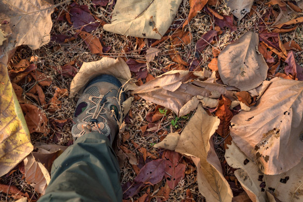 俯视图脚在运动鞋站在干树叶图片下载