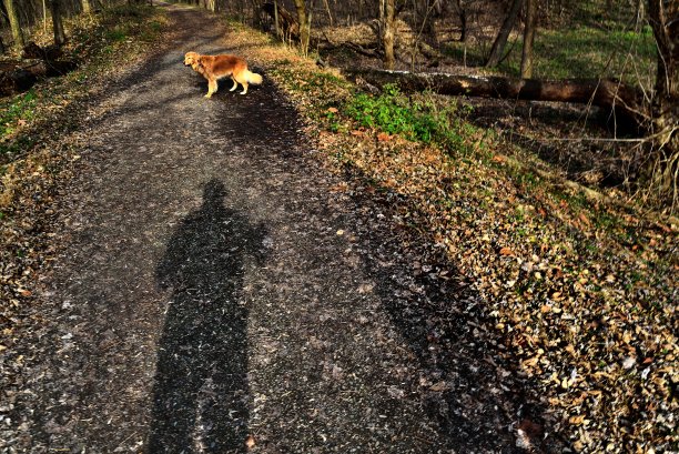 影子步行者图片下载