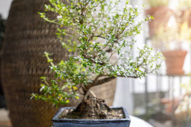 房间里的小盆景树图片下载