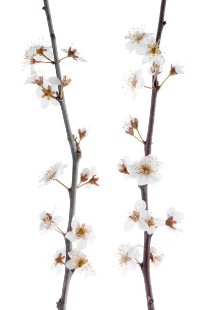 春天的樱花,特写镜头。图片下载