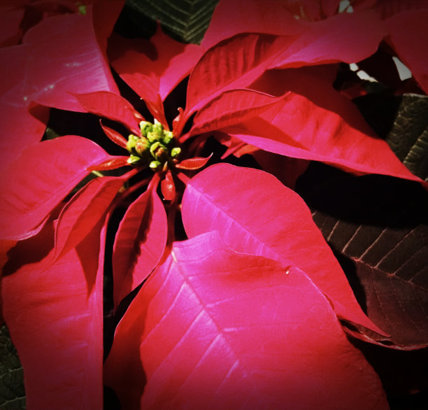 庞塞蒂亚斯图片下载