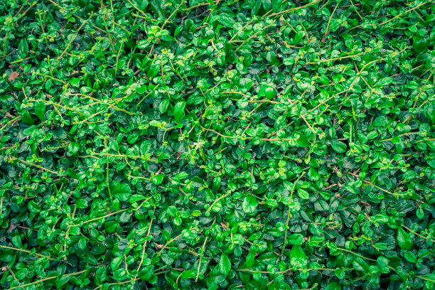 大自然背景上的绿叶。图片下载