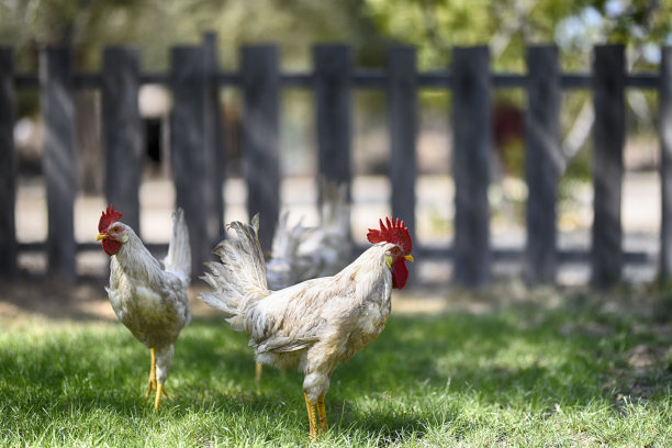 快乐、自由、有机图片下载