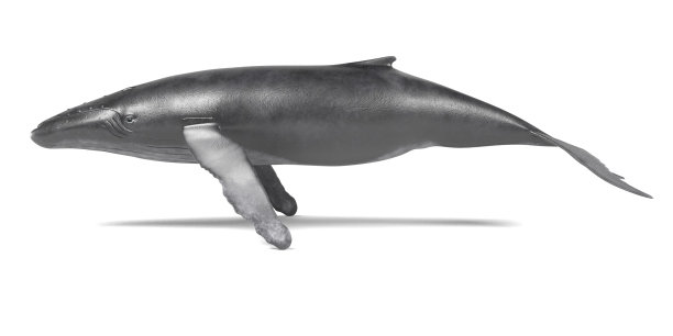 座头鲸图片下载