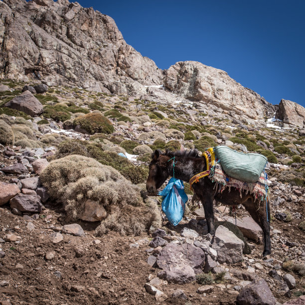 在摩洛哥阿特拉斯山脉休息的驴子图片下载